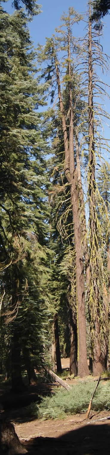 trees