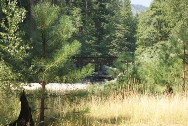 trees