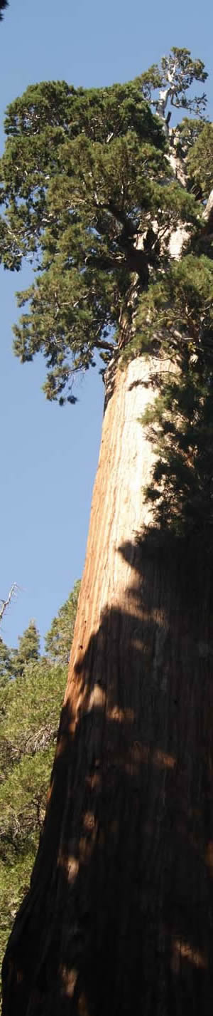 sequoia